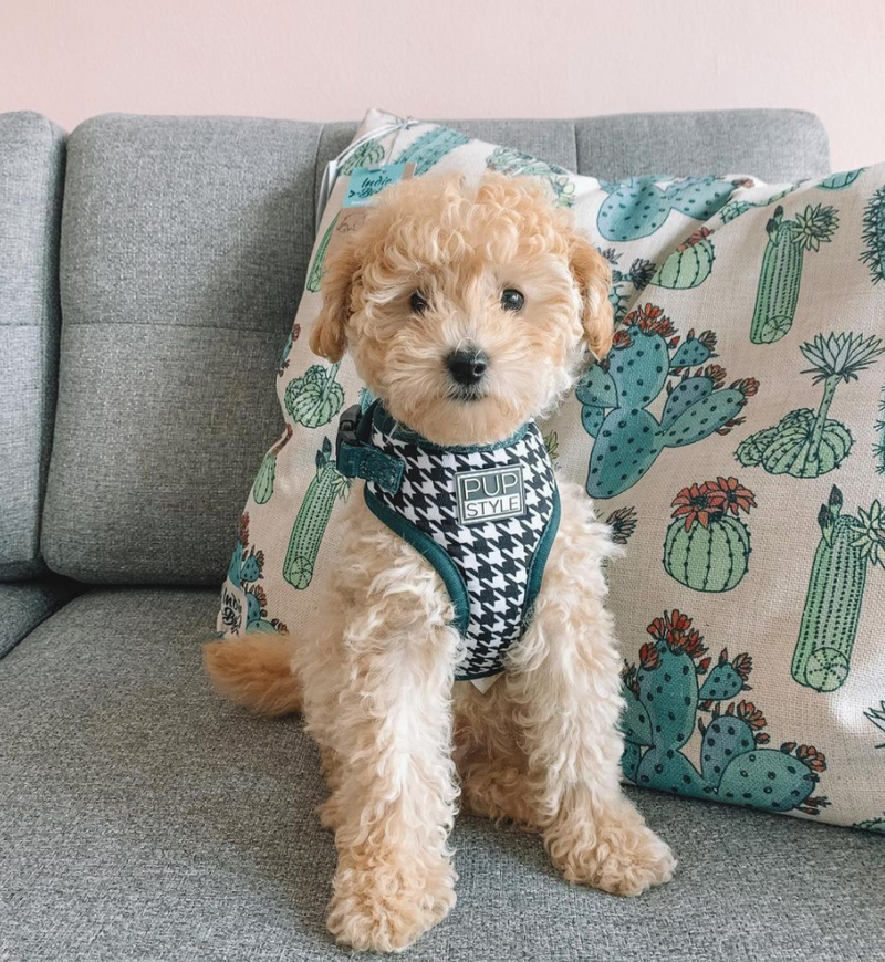 Emerald Envy Harness