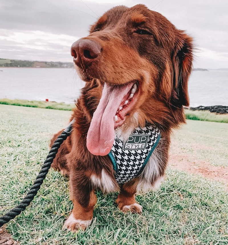 Emerald Envy Harness