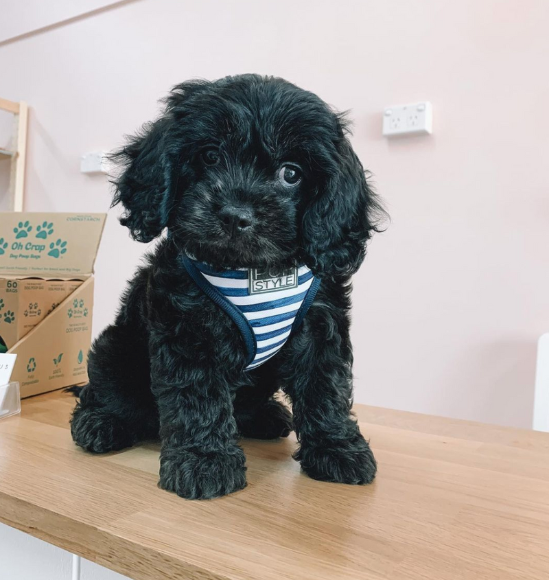 Stripe Squad Harness