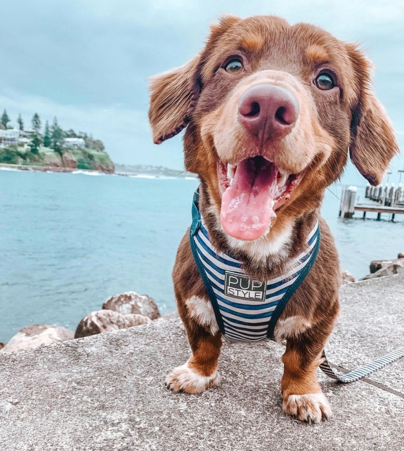 Stripe Squad Harness