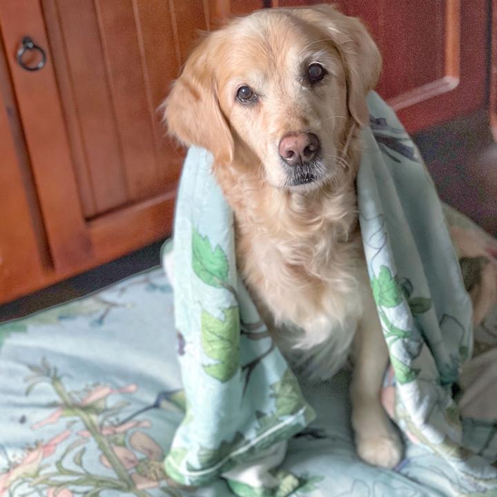 Hummingbird Fields Ultra Soft Pet Blanket