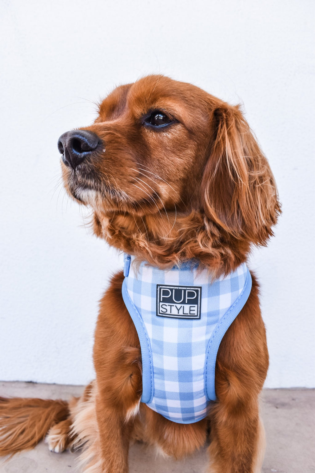 Blueberry Muffin Harness