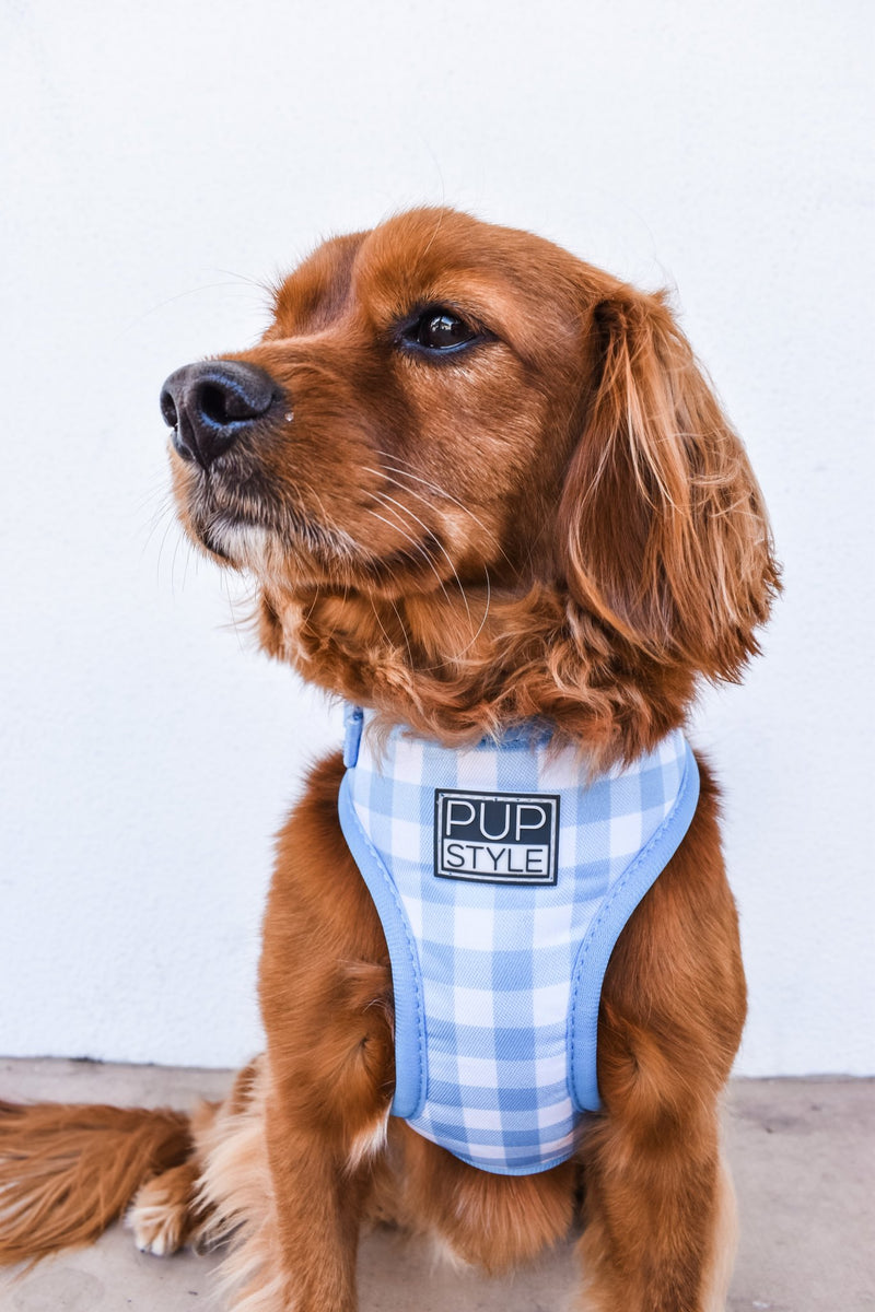 Blueberry Muffin Harness