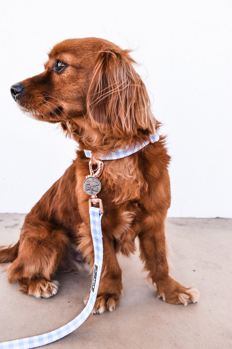 Blueberry Muffin Collar