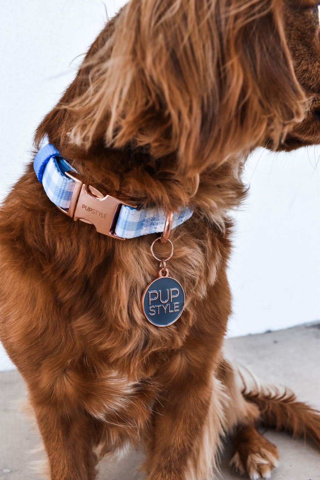Blueberry Muffin Collar
